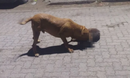 denuncian que un pitbull mato 9 mascotas y mordio a 3 vecinos denuncian que un pitbull mato 9 mascotas y mordio a 3 vecinos