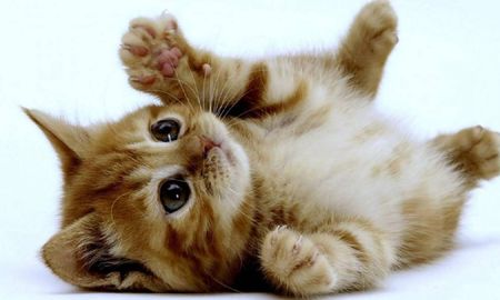 ¿Por qué ronronean los gatos? Los detalles en esta nota. ¿Por qué ronronean los gatos? Los detalles en esta nota.