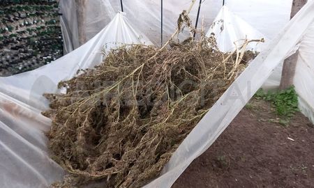 Algunas plantas estaban sobre un envoltorio de nylon. Algunas plantas estaban sobre un envoltorio de nylon.