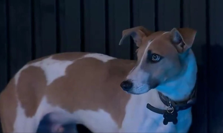 Qué hará la producción de Gran Hermano con la supuesta familia de Arturo, el perro de la casa Qué hará la producción de Gran Hermano con la supuesta familia de Arturo, el perro de la casa