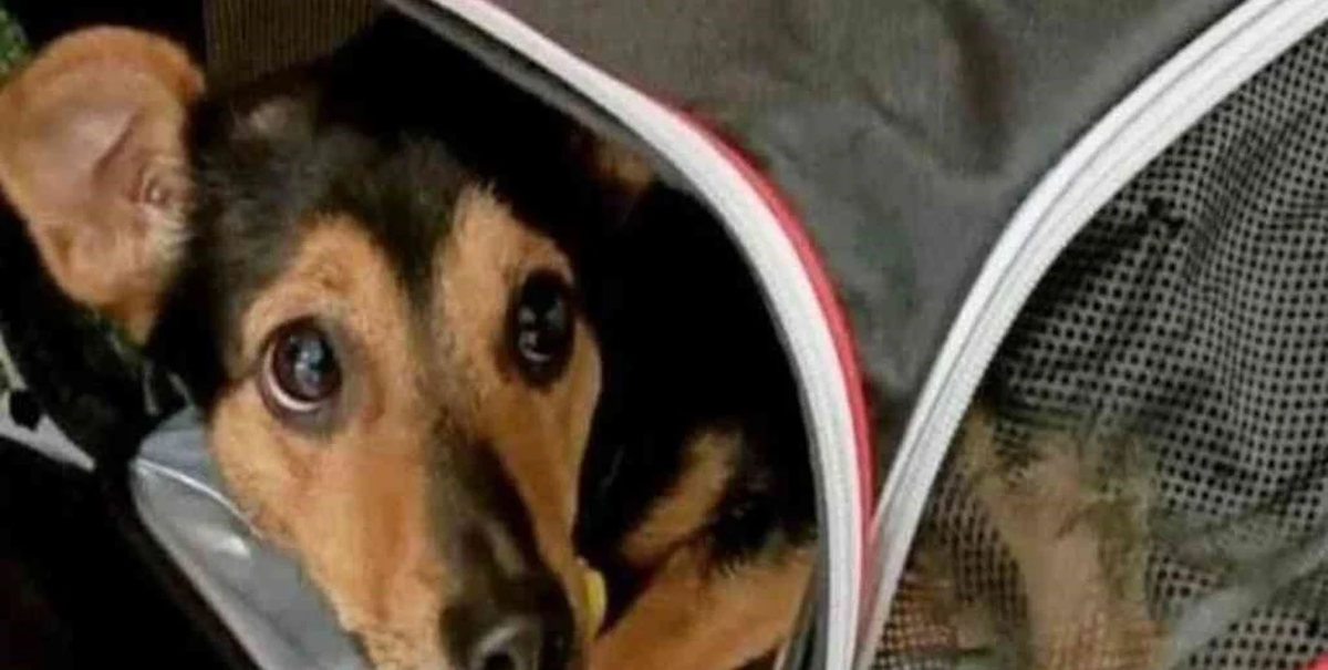 El perro Coco no será deportado: permanecerá en Ezeiza en cuarentena y luego volverá con su familia