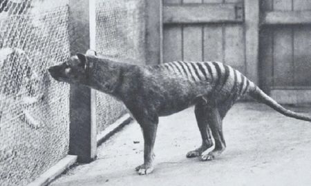 video: imagenes impactantes del ultimo tigre de tasmania visto con vida video: imagenes impactantes del ultimo tigre de tasmania visto con vida