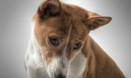 Fueron a pagar una recompensa por su perro perdido: volvieron sin nada Fueron a pagar una recompensa por su perro perdido: volvieron sin nada
