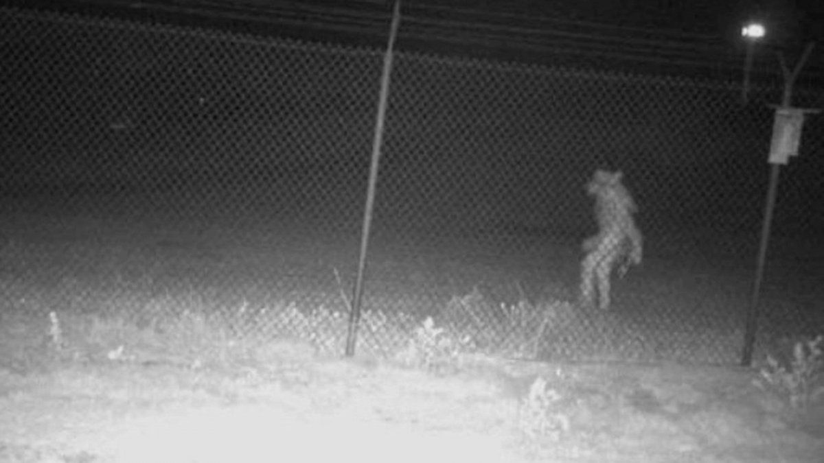 Una misteriosa aparición de una extraña criatura cerca de un zoológico de Texas