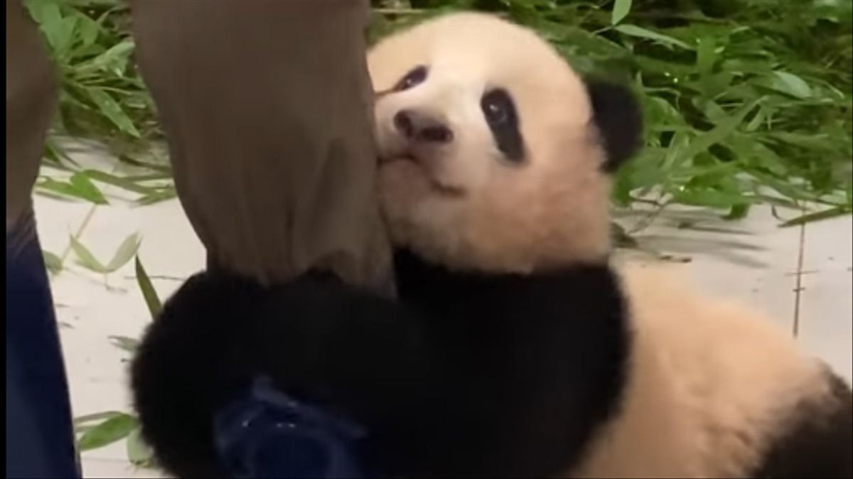 Viral: un oso panda bebé abraza a su cuidador para que no lo abandone.&nbsp;