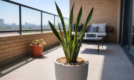 La lengua de suegra o sanseveria es ideal para resistir el calor santafesino. La lengua de suegra o sanseveria es ideal para resistir el calor santafesino.