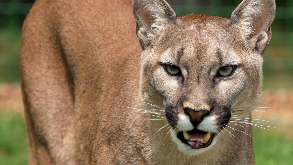 Salió de su casa y encontró un puma en la puerta