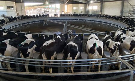 los pequenos tambos apenas crecen 1% en 2025 frente al 13% de los grandes productores los pequenos tambos apenas crecen 1% en 2025 frente al 13% de los grandes productores