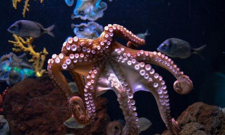 video: aparecio un pulpo en el canal de venecia y el registro es viral video: aparecio un pulpo en el canal de venecia y el registro es viral