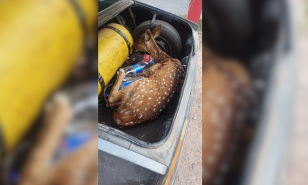 Un guazuncho herido, que deambulaba por las calles de Rafaela, fue rescatado tras el aviso de una vecina. Un guazuncho herido, que deambulaba por las calles de Rafaela, fue rescatado tras el aviso de una vecina.