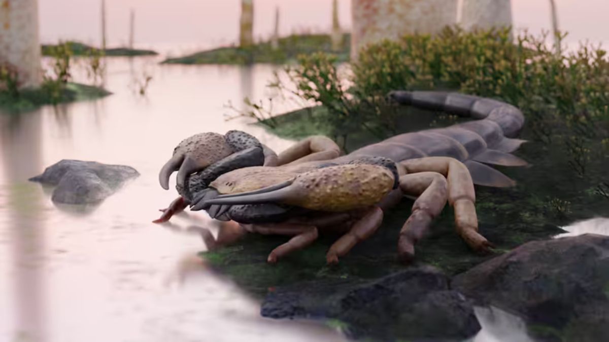 El desarrollo del gigantismo en este arácnido coincidió con el Devónico Inferior, una etapa del planeta donde los ecosistemas fluviales albergaban muy pocos depredadores de gran tamaño.