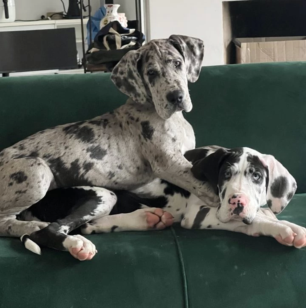 Santi Maratea tiene dos perros, Dillom y Villano.