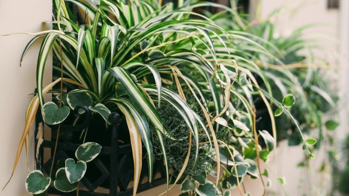 Las ra&iacute;ces carnosas de esta planta act&uacute;an como almacenes de agua, permiti&eacute;ndole sobrevivir mejor a la falta de riego que al exceso de humedad.
