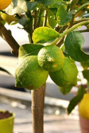 Donde poner la maceta de un limonero para que crezca fuerte, saludable y dé muchos limones Donde poner la maceta de un limonero para que crezca fuerte, saludable y dé muchos limones