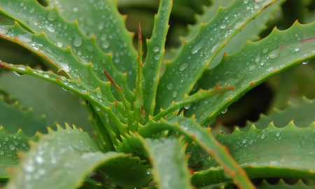 Qué significa tener una planta de aloe vera en casa, según el Feng Shui. Qué significa tener una planta de aloe vera en casa, según el Feng Shui.