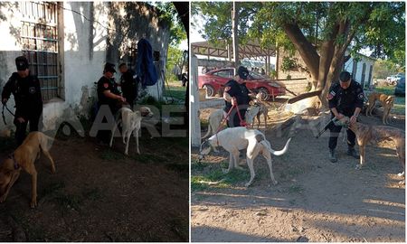 Rescataron 61 perros galgos de una carrera clandestina en Santo Tomé. Rescataron 61 perros galgos de una carrera clandestina en Santo Tomé.