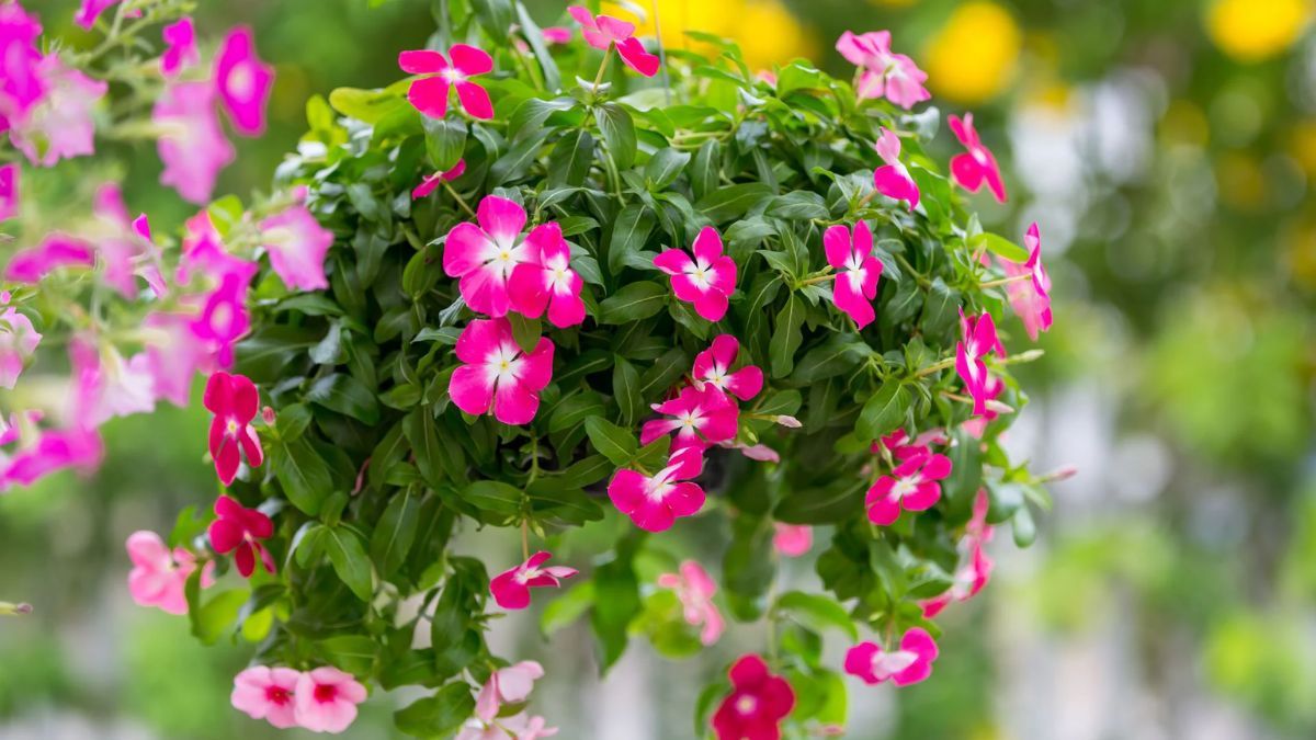 Las 2 plantas ideales para plantar ahora y tener flores todo el verano