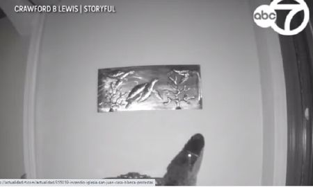 video viral: asi intento un enorme caiman cazar una tortuga de un cuadro video viral: asi intento un enorme caiman cazar una tortuga de un cuadro