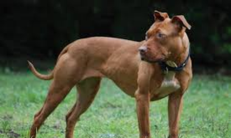 SantaFe inicio el chipeo obligatorio de perros grandes para prevenir ataque mejora la convivencia. SantaFe inicio el chipeo obligatorio de perros grandes para prevenir ataque mejora la convivencia.
