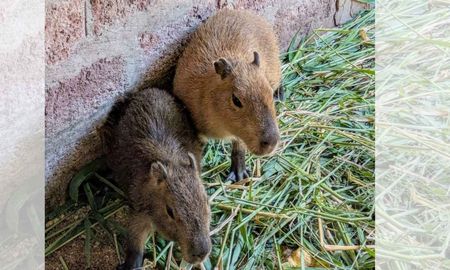 Varios animales rescatados se recuperan en el Centro de Rescate La Esmeralda.