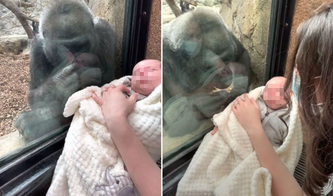 La gorila que se emociona al ver a una mamá junto a su bebé