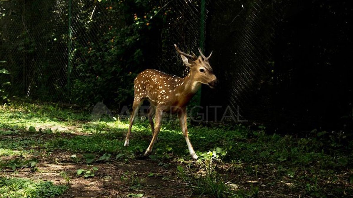Esta especie aparece usualmente en campos del centro provincial, en las islas que separan Santa Fe y Entre Ríos, y en la costa del río Paraná.