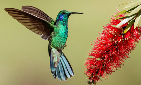 Por qué el colibrí recuerda al ser querido que ya no está Por qué el colibrí recuerda al ser querido que ya no está