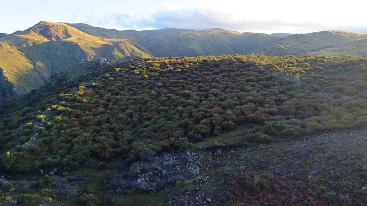 Cotoneaster es una de las especies exóticas que conforman bosques en el area de las Sierras Chicas.