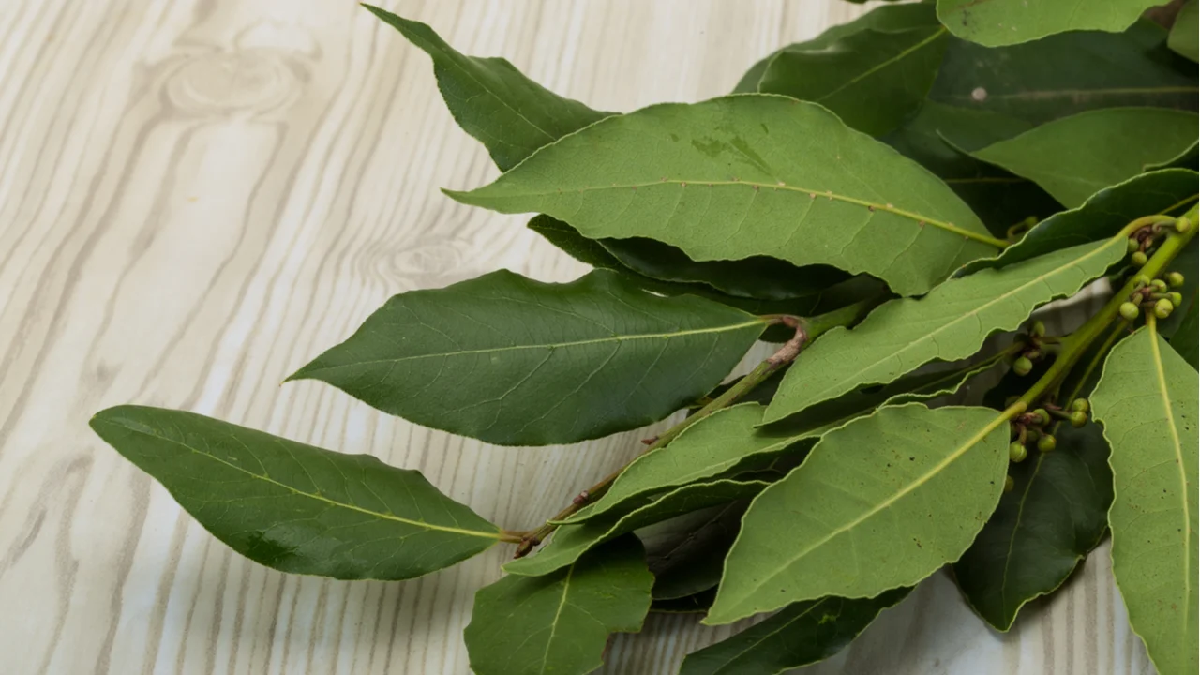 Es una planta mediterr&aacute;nea que tiene muchas propiedades beneficiosas para la salud.&nbsp;