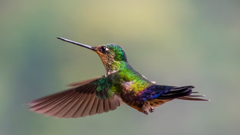 Cuántas veces late el corazón de un colibrí