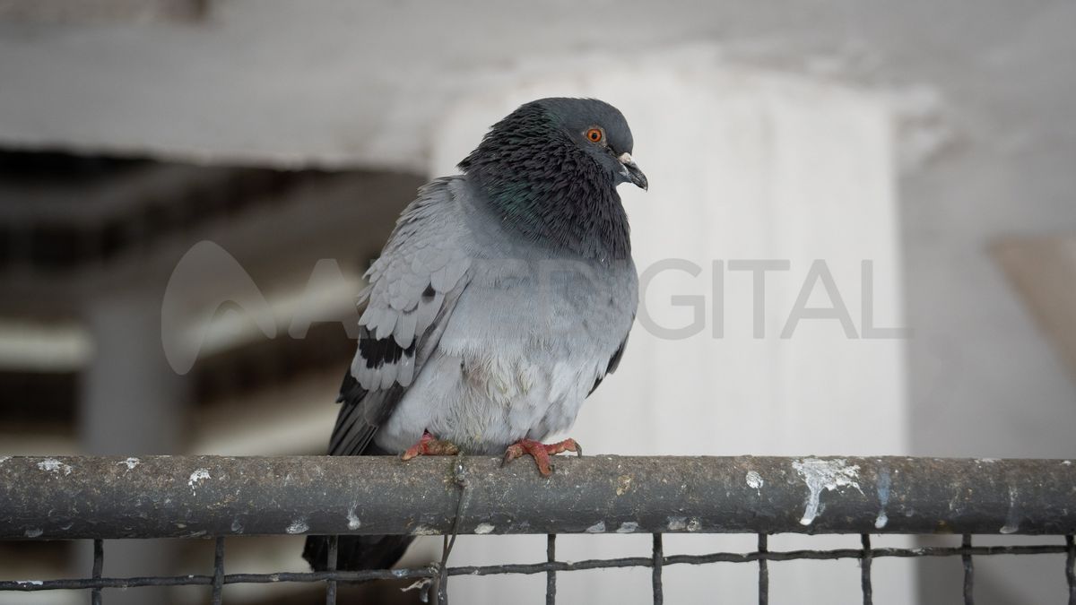 Ante la presencia habitual de palomas en los espacios públicos de la ciudad de Santa Fe, suele surgir el temor. Sin embargo, el peligro real no está en tomar mates en una plaza. Ante la presencia habitual de palomas en los espacios públicos de la ciudad de Santa Fe, suele surgir el temor. Sin embargo, el peligro real no está en tomar mates en una plaza.