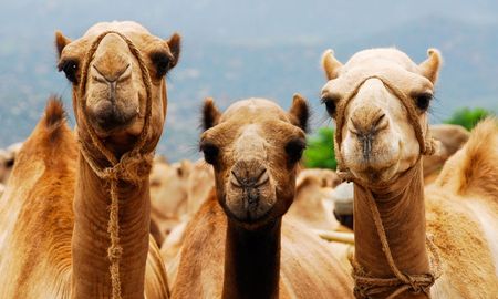 sacrificaran unos 10 mil camellos en australia porque toman mucha agua sacrificaran unos 10 mil camellos en australia porque toman mucha agua