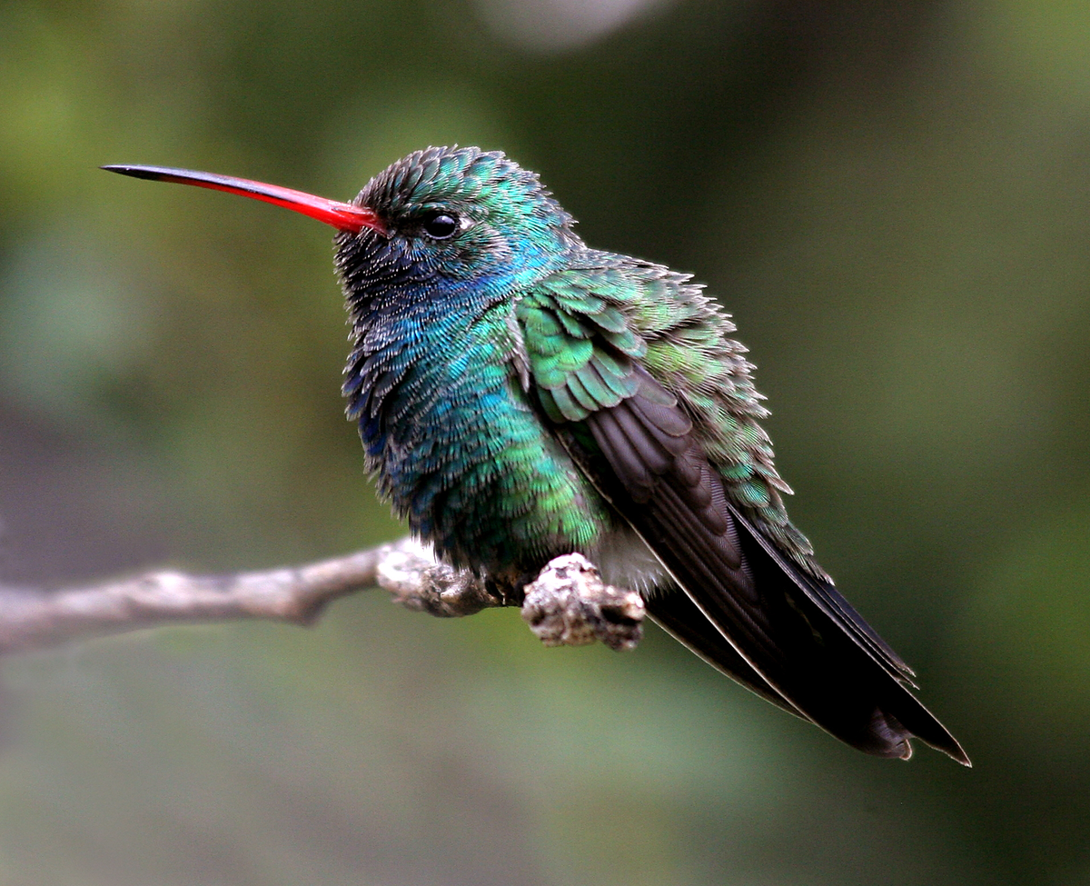 Para dormir, el colibrí entra en un período de hibernación llamado letargo.