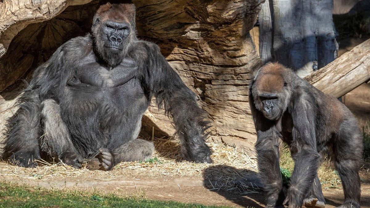 Investigan cómo se contagiaron los gorilas de coronavirus en el zoológico de San Diego