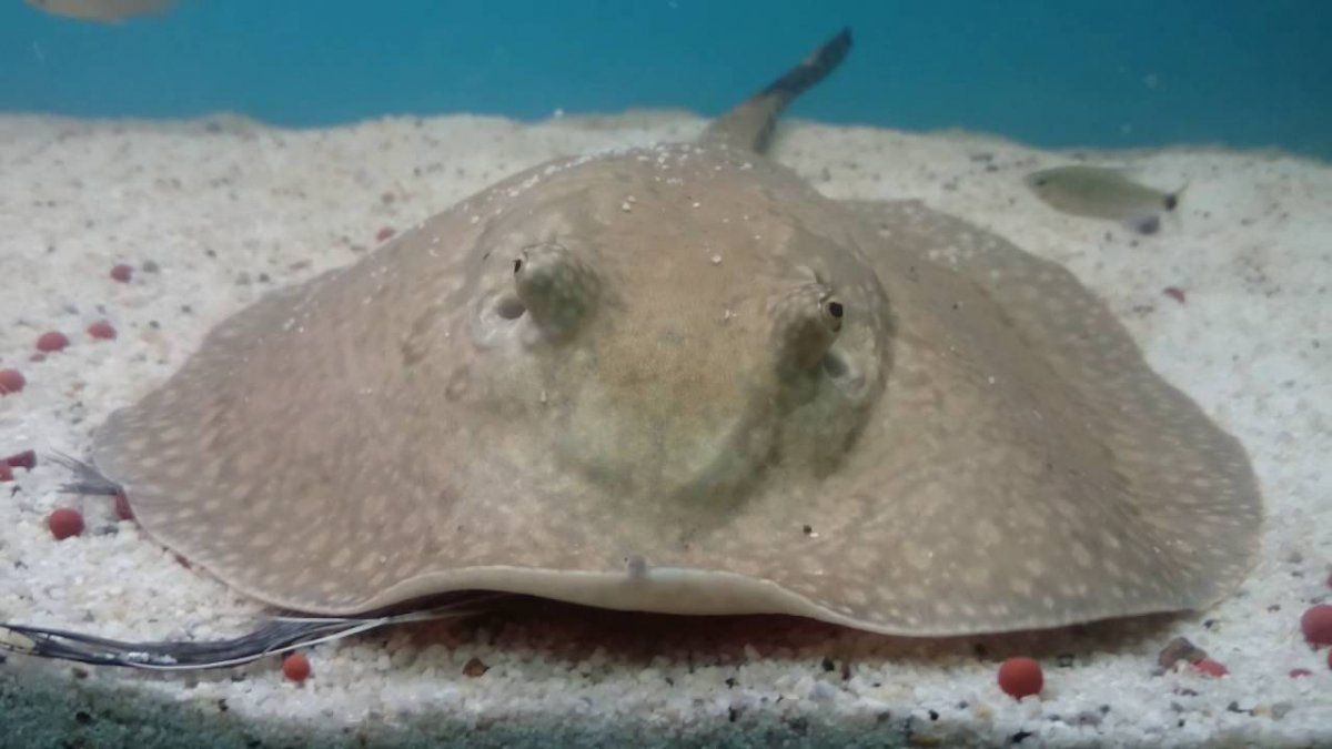 Un especialista estadounidense salió a aclarar lo que sucede en el video. 