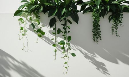 Sus hojas caen como una cascada y es una de las plantas más fáciles de cultivar dentro de casa. Sus hojas caen como una cascada y es una de las plantas más fáciles de cultivar dentro de casa.