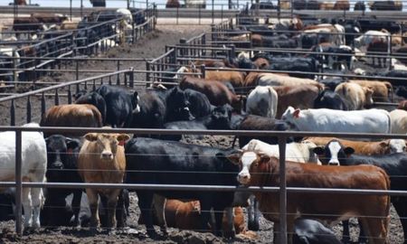 Los feedlots llevan varios meses de rentabilidad positiva y actualmente con un kilo de novillito o vaquillona compran 16 de maíz Los feedlots llevan varios meses de rentabilidad positiva y actualmente con un kilo de novillito o vaquillona compran 16 de maíz