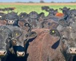 Sociedad Rural renovó su crítica a VISEC Carne y alertó una nueva retención a los granos Sociedad Rural renovó su crítica a VISEC Carne y alertó una nueva retención a los granos
