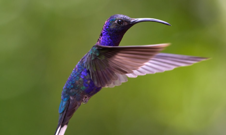 El colibrí azul es una de las variedades más llamativas de esta especie. El colibrí azul es una de las variedades más llamativas de esta especie.