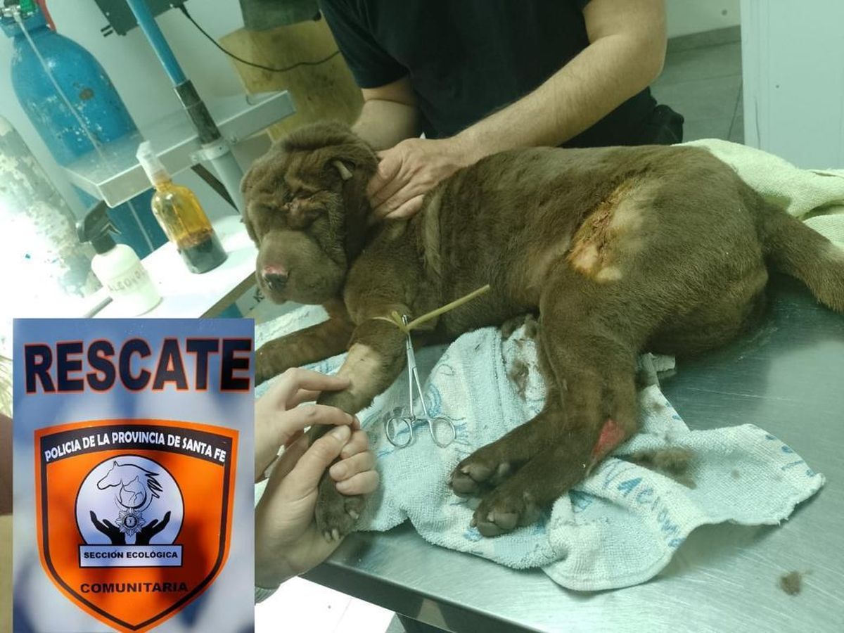 La due&ntilde;a de la mascota cont&oacute; que el animal se hab&iacute;a escapado unas horas antes de su casa.