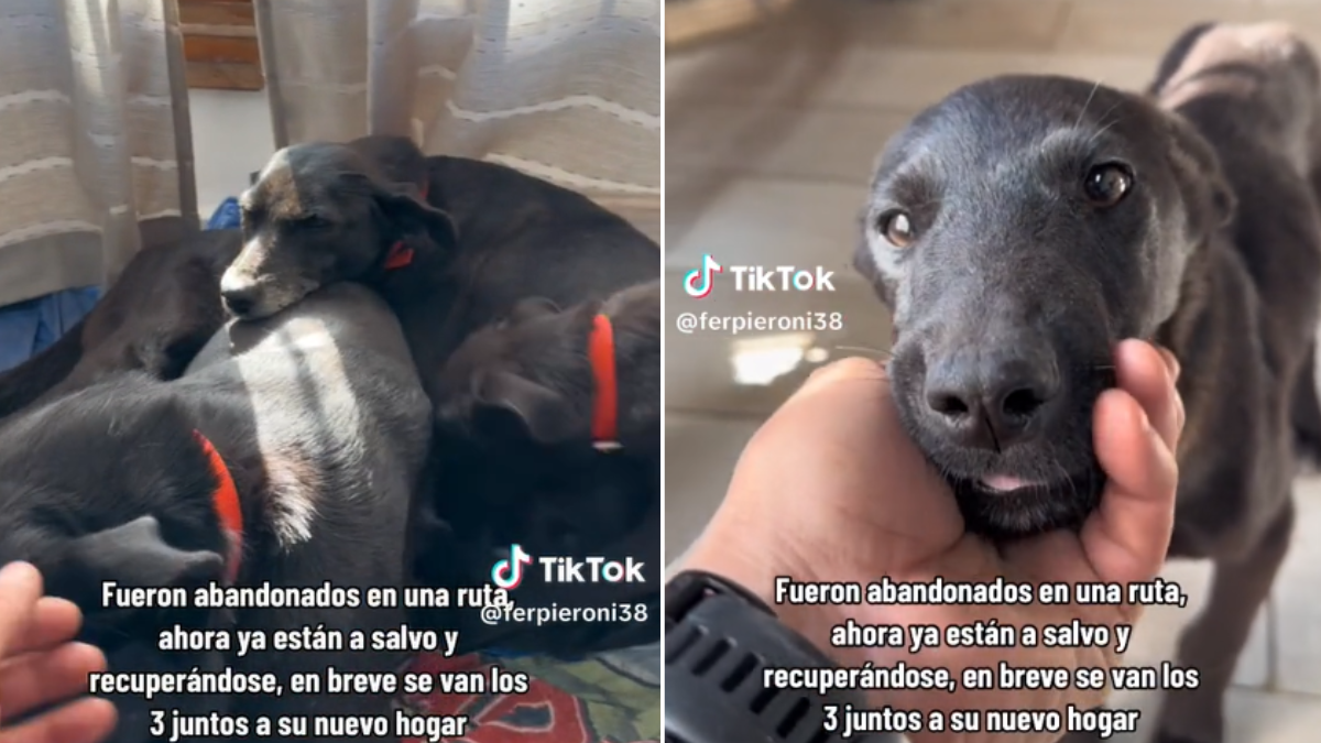 La familia de perros que es furor en TikTok por enseñar sobre el amor