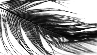 Descubrí el mensaje del cosmos detrás de encontrar una pluma negra