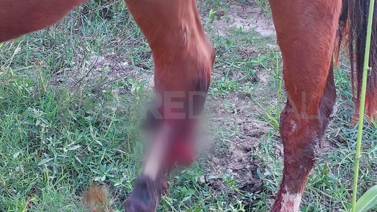 La herida en la pata derecha es de largo tiempo y corre riesgo la vida del animal, según expresó el veterinario que lo atendió.