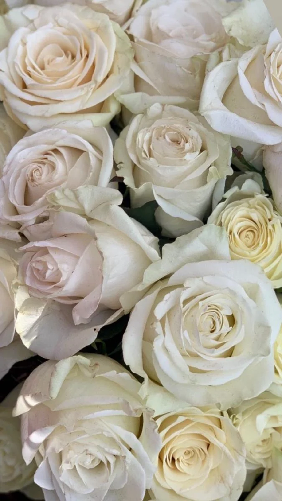 Pampita y Benjam&iacute;n Vicu&ntilde;a homenajean a Blanquita con rosas blancas.&nbsp;