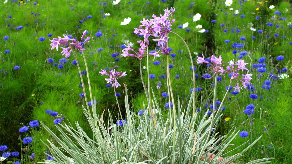 Sus delicadas flores violetas contrastan con las hojas verdes, que desprenden aroma a ajo al tocarlas. Sus delicadas flores violetas contrastan con las hojas verdes, que desprenden aroma a ajo al tocarlas.