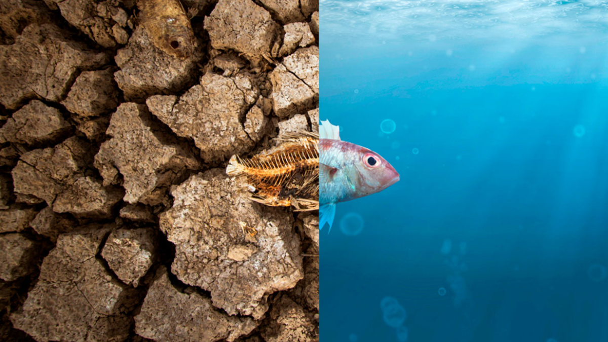 Las lluvias podrían mostrar déficit en diciembre y enero, según el informe del CMMC-SAT. Las lluvias podrían mostrar déficit en diciembre y enero, según el informe del CMMC-SAT.