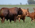 limangus pisa fuerte en canuelas: cuatro dias de genetica, juras y negocios en la expo de otono limangus pisa fuerte en canuelas: cuatro dias de genetica, juras y negocios en la expo de otono