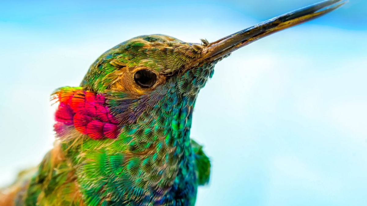 Qué número es el colibrí en la quiniela