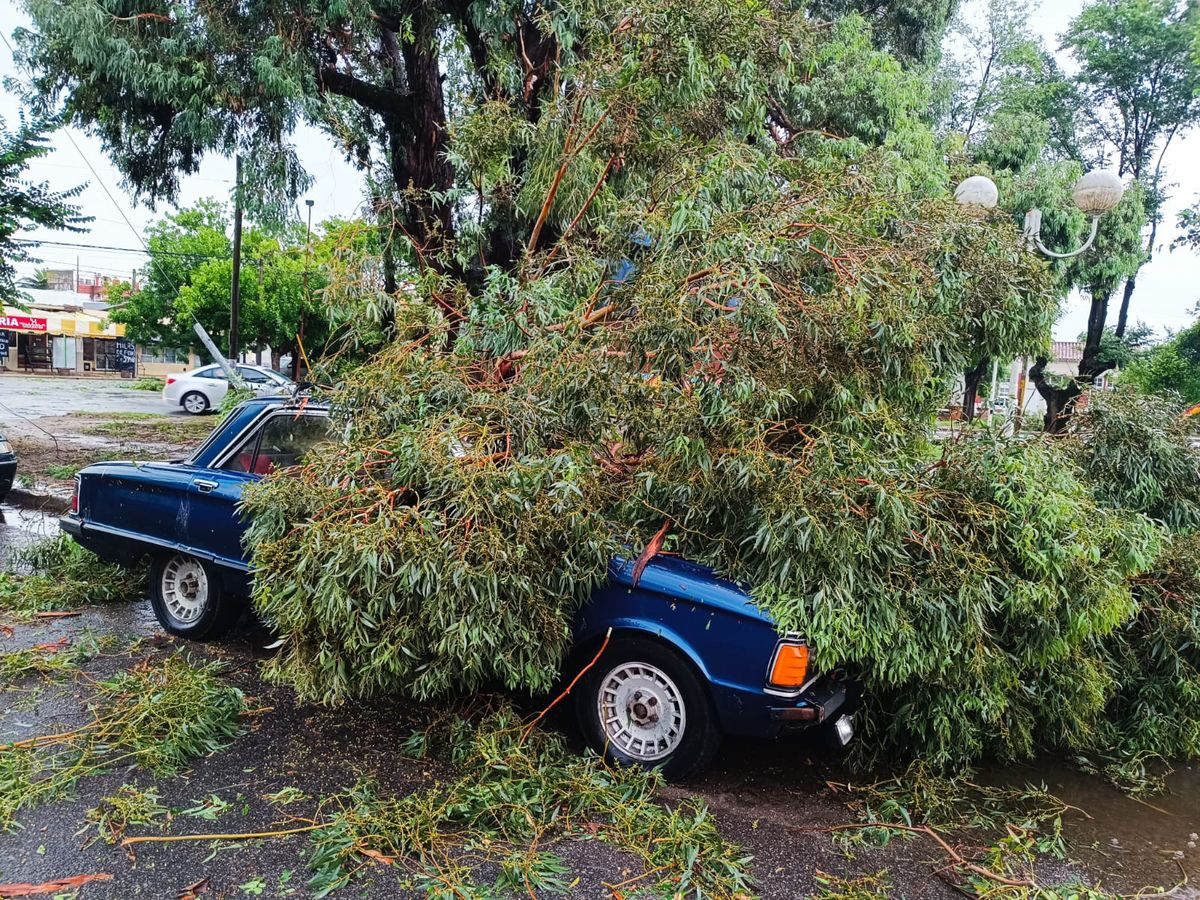 El temporal en Miramar causó la caída de árboles y el destrozo de vehículos y hogares. El temporal en Miramar causó la caída de árboles y el destrozo de vehículos y hogares.