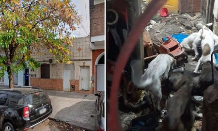La desesperación de los vecinos de Lugano por una casa con 15 perros abandonados: Se comen entre ellos La desesperación de los vecinos de Lugano por una casa con 15 perros abandonados: Se comen entre ellos